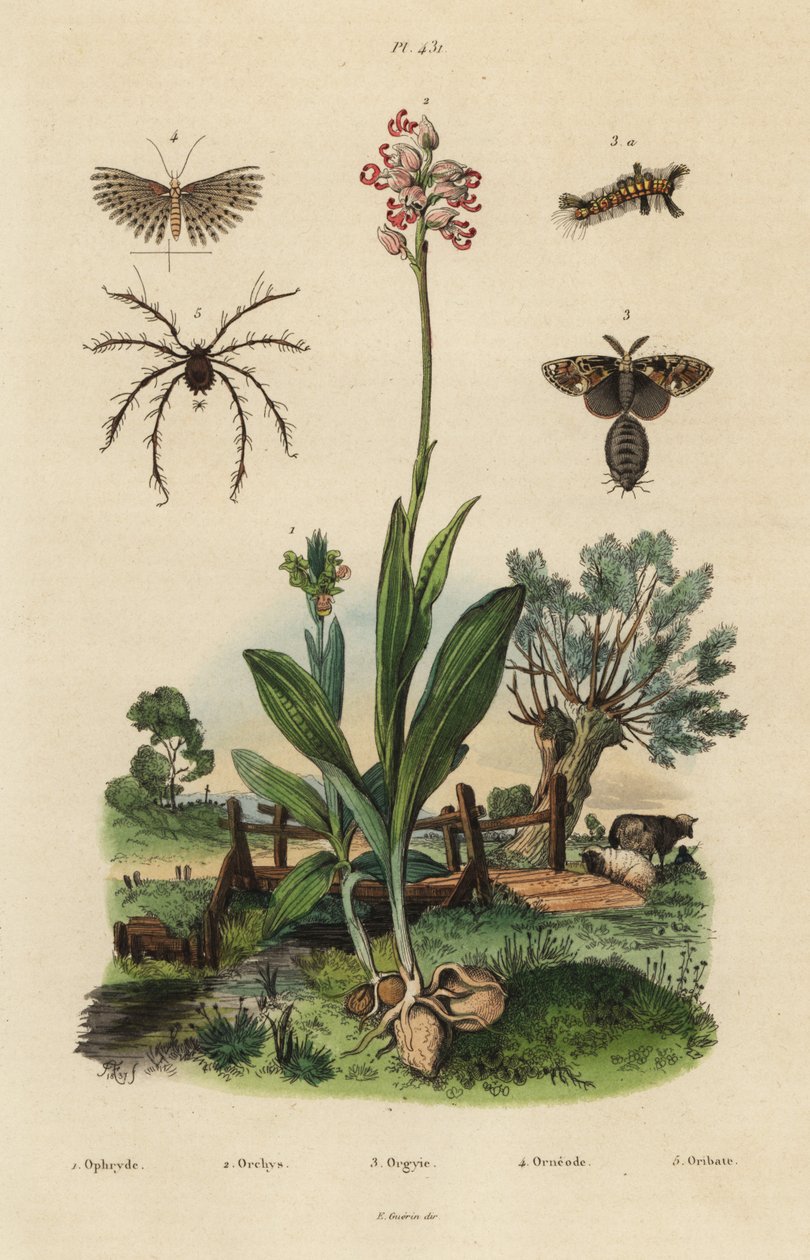 Orquídea abelha, Ophrys apifera 1, orquídea macaco, Orchis simia 2, traça ferrugínea, Orgyia antiqua 3, traça de vinte pluma, Alucita hexadactyla 4, e Oribata geniculata mite 5 de Unbekannt