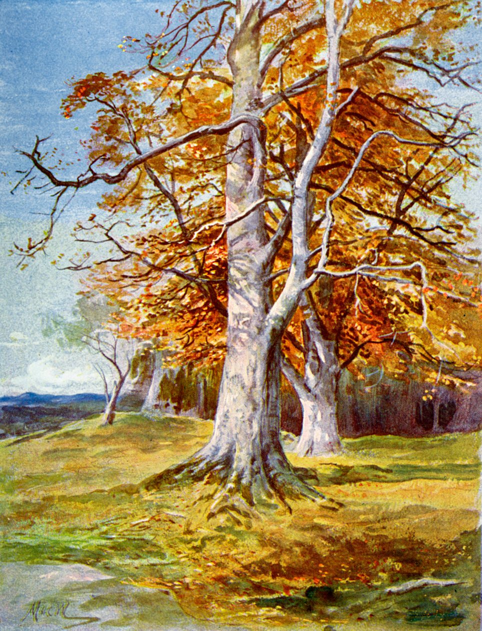 Faia, Outono, 1900 de Unbekannt