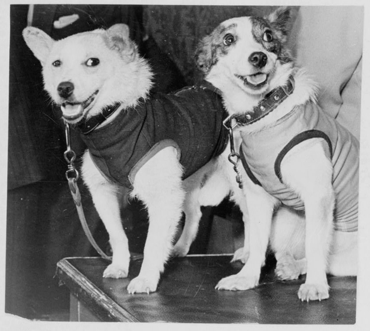 Belka e Strelka, cães cosmonautas russos, 1960 de Unbekannt