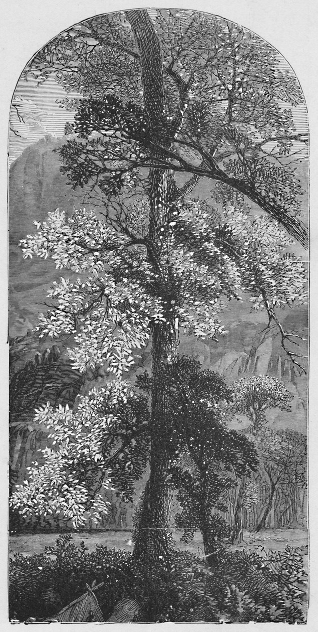 Árvore Grande, 1883 de Unbekannt