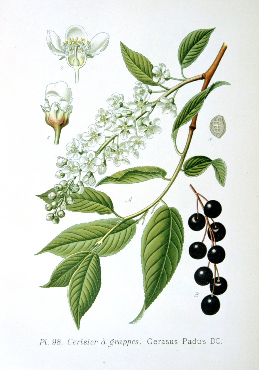 Cereja de pássaro, 1893 de Unbekannt