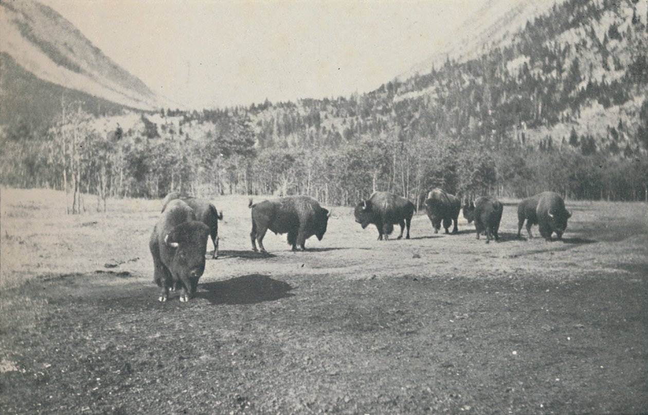 Bison, 1916 de Unbekannt