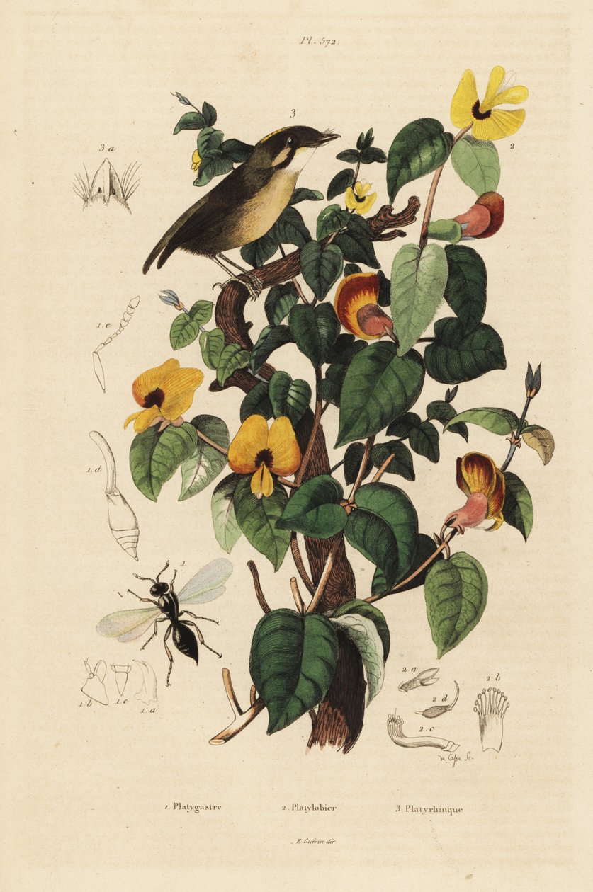 Roçador de bochechas pretas, melanops Conopophaga, feijão doce bonito, formosum Platylobium e vespa Inostemma boscii de Unbekannt