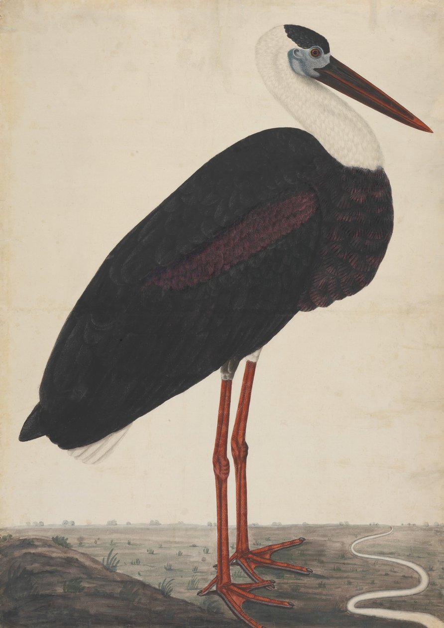Cegonha Negra em Paisagem, ca. 1780. de Unbekannt