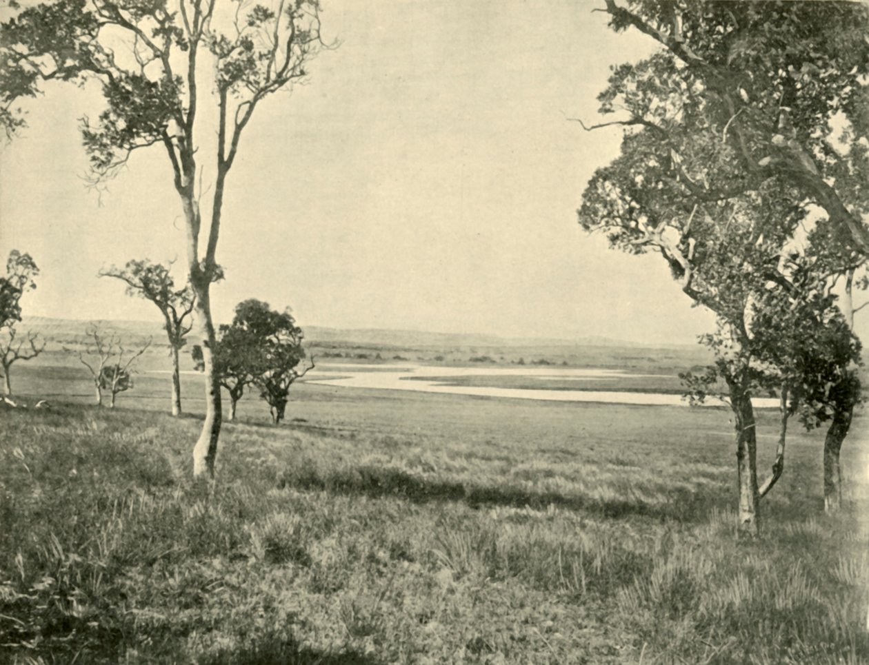 Black Swan Lagoon, perto de Warwick, Queensland, 1901. de Unbekannt