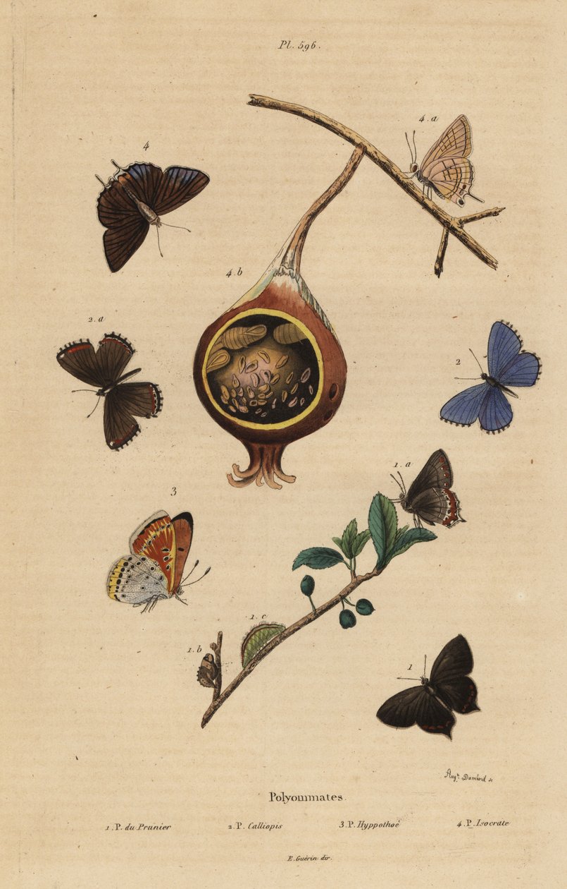 Borboleta negra, Satyrium pruni 1, borboleta azul comum, Polyommatus icarus 2, cobre com pontas roxas, Lycaena hippothoe 3, e azul goiaba comum, Virachola isocrates 4. Polyommates du prunier, calliopsis, hyppothee, isocrate de Unbekannt