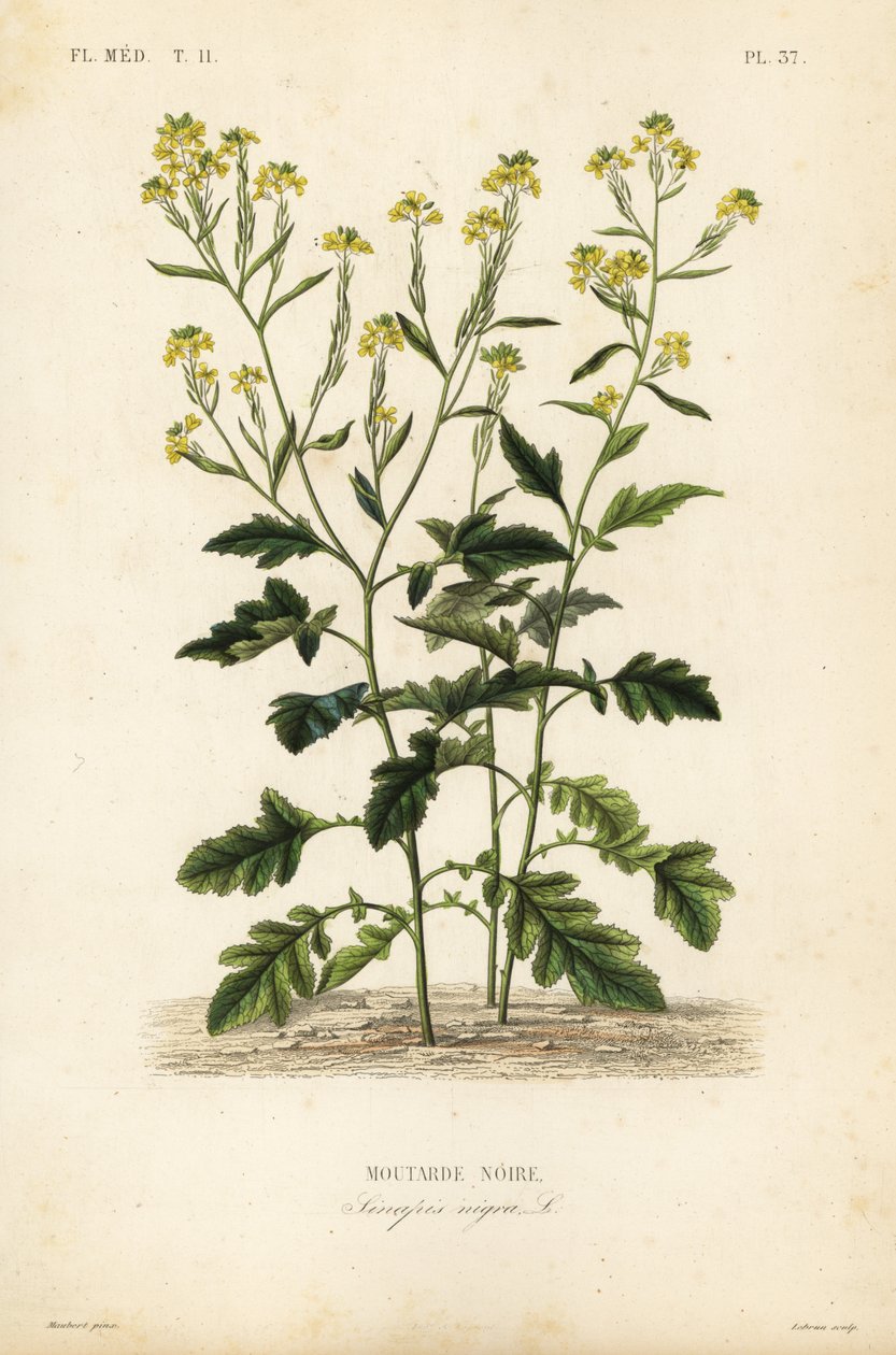Mostarda preta, Brassica nigra, Sinapis nigra, Moutarde noire de Unbekannt