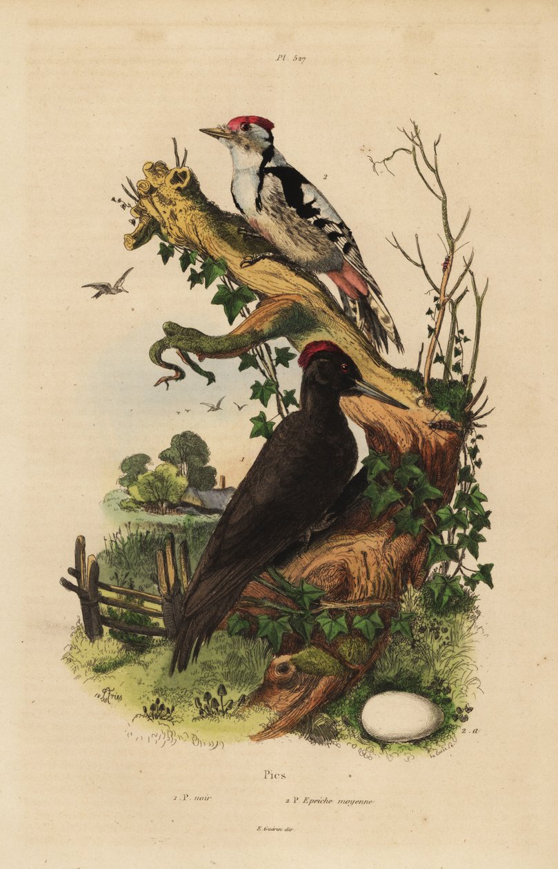 Pica-pau-preto, Dryocopus martius, e pica-pau-grande, Dendrocopos major de Unbekannt