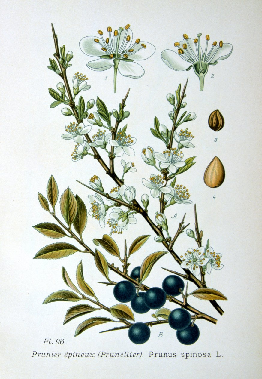 Blackthorn, 1893 de Unbekannt