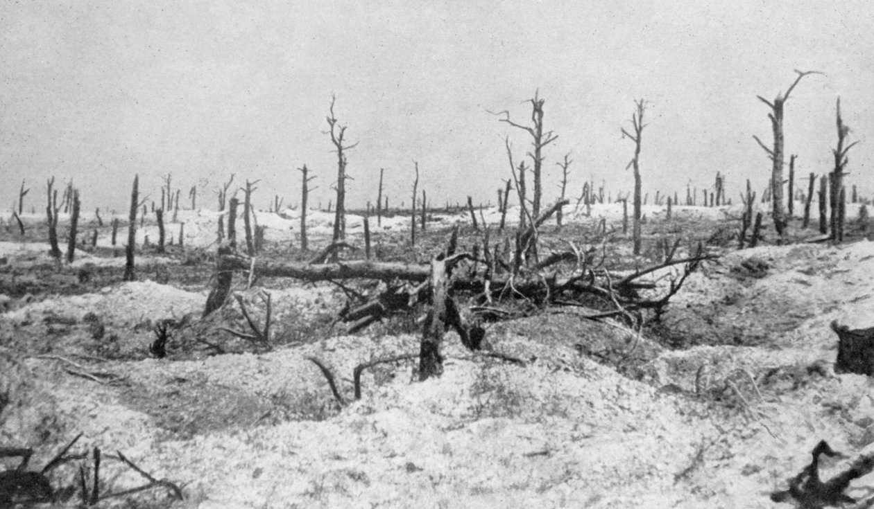 Tocos de árvores destruídas, Mesnil, Champagne, França, Primeira Guerra Mundial, 1915 de Unbekannt