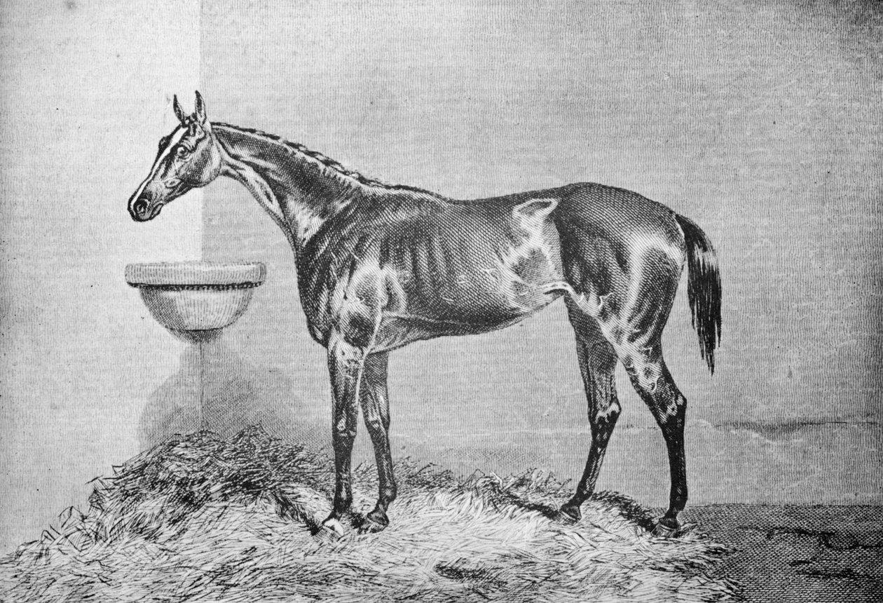 Blink Bonny, 1854-1862, 1911 de Unbekannt