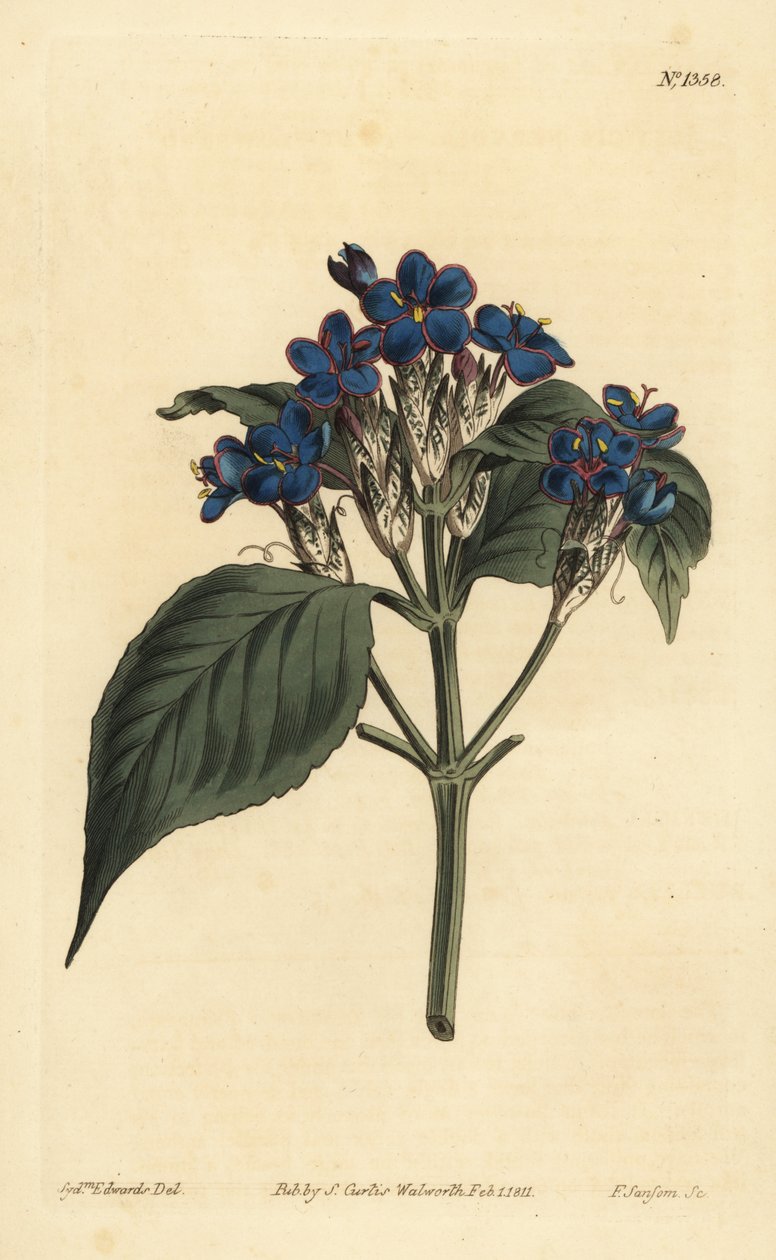 Salva azul, Eranthemum pulchellum (Justicia azul-flowered Justicia, Justicia nervosa) de Unbekannt