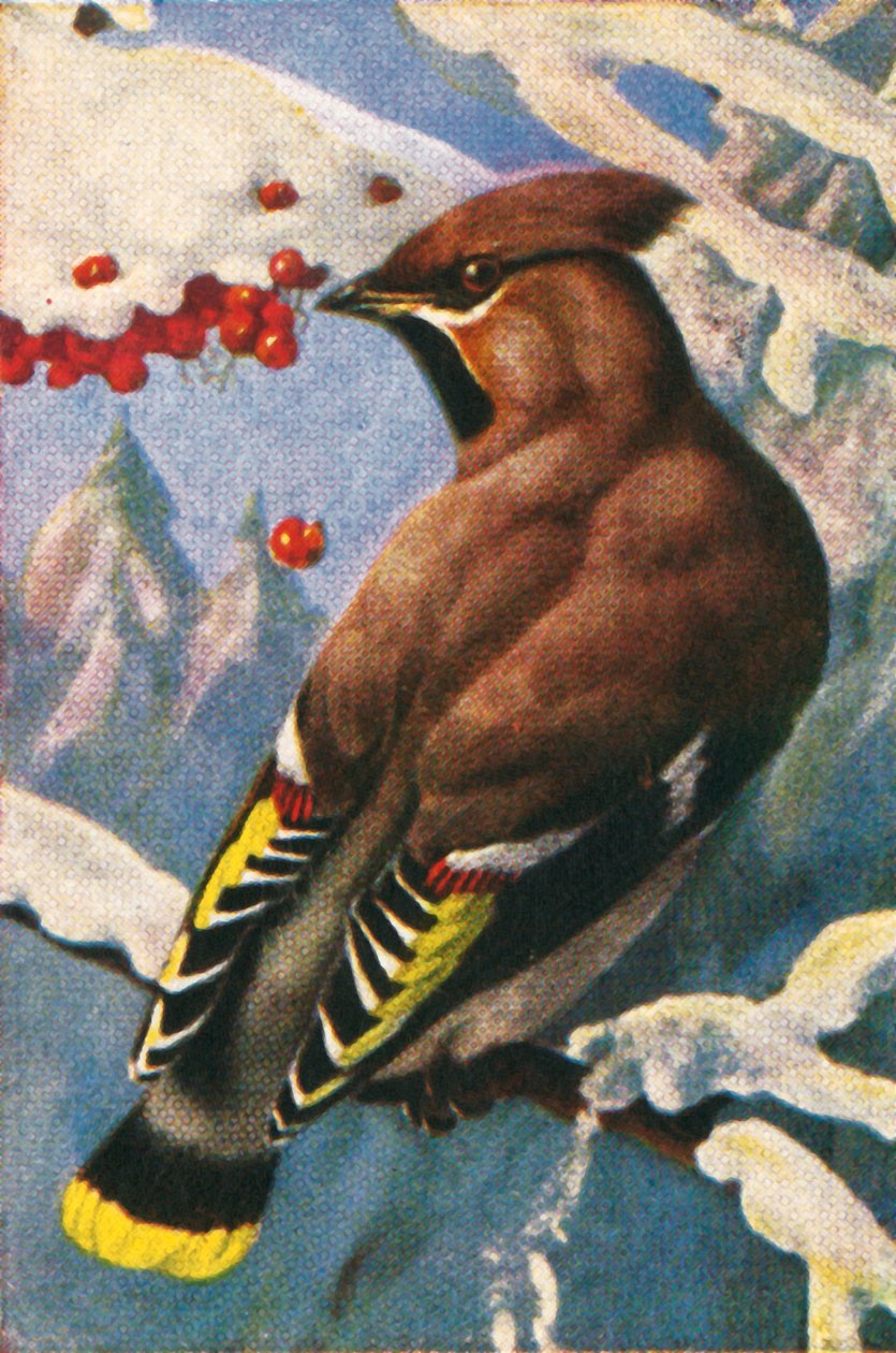 Waxwing boêmio, c1928. de Unbekannt