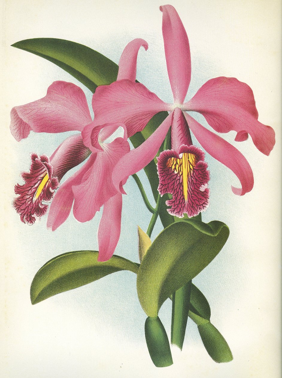 Quadro Botânico/Cattleya maxima var. Malouana/Lindenia de Unbekannt