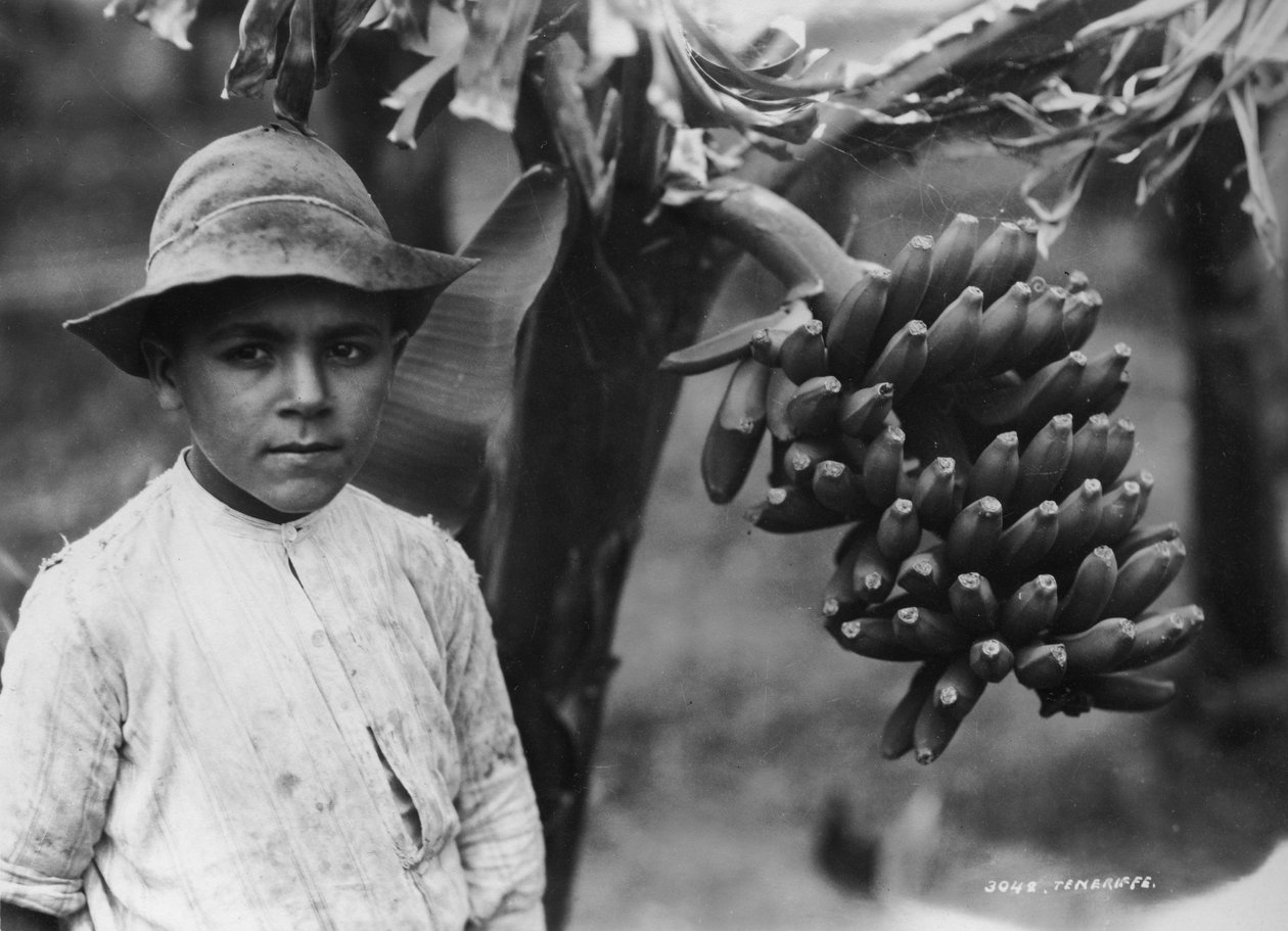 Menino com bananas crescendo em uma árvore, Tenerife, Ilhas Canárias, Espanha, c1920s-c1930s de Unbekannt