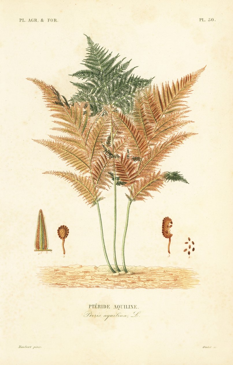 Bracken ou samambaia comum, Pteridium aquilinum, Pteris aquilina, Pteride aquiline de Unbekannt