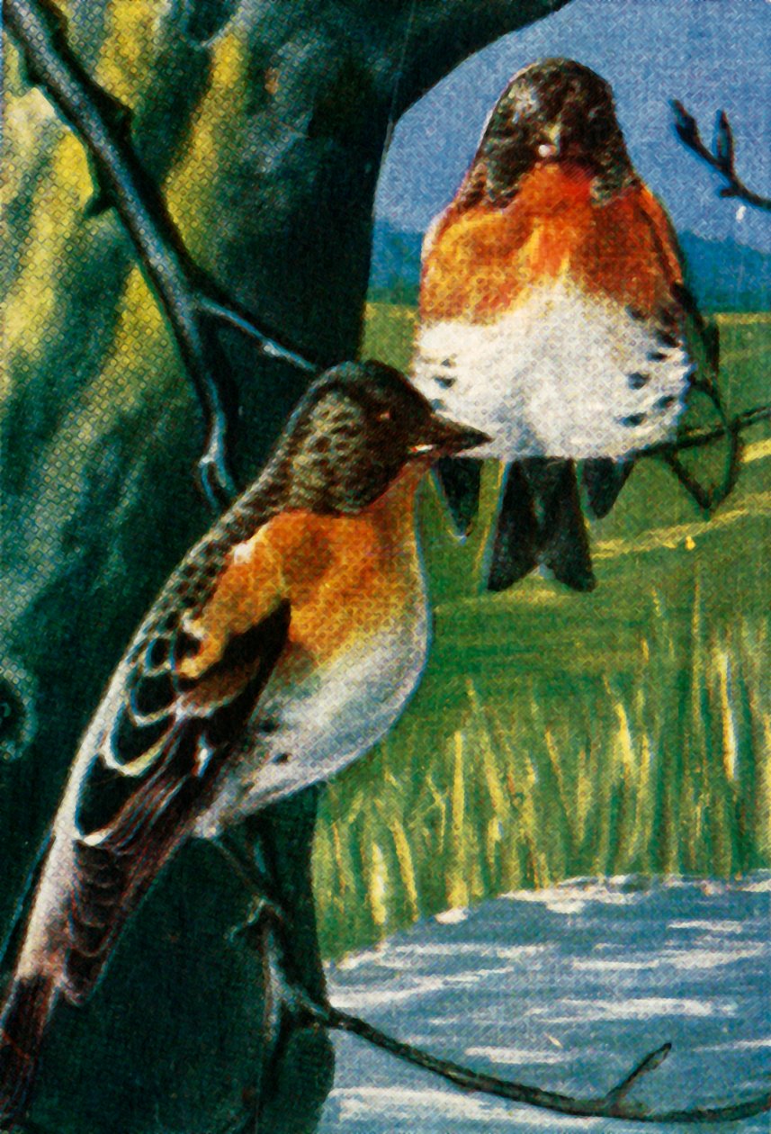 Bramblings, c1928. de Unbekannt
