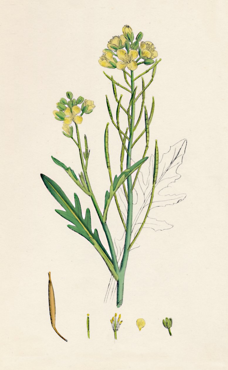 Brassica tenuifolia. Foguete de parede, século XIX de Unbekannt