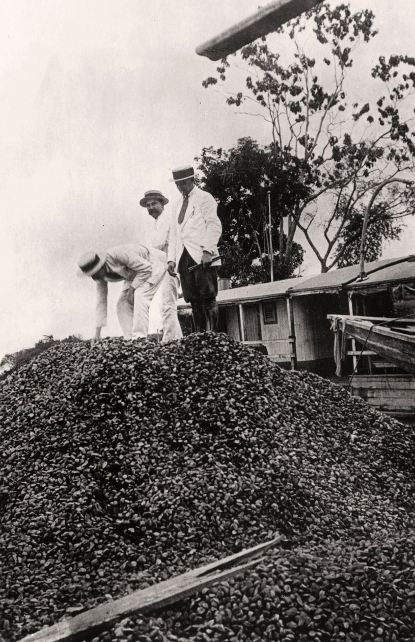 Castanha do Brasil colhida no Vale do Amazonas, c1900s de Unbekannt