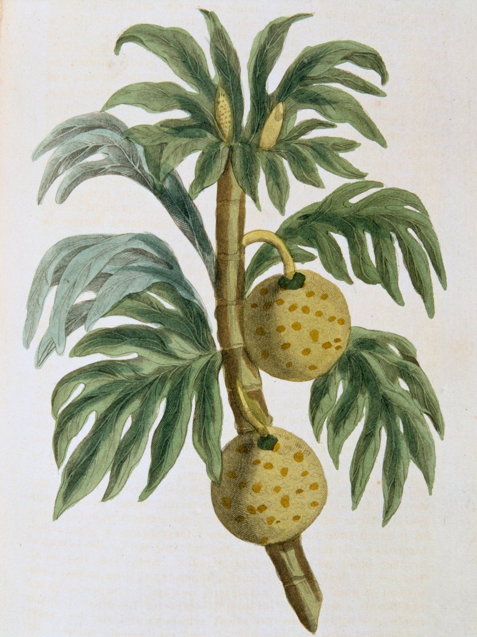 Breadfuit Cempedak corte de 1823 de Unbekannt