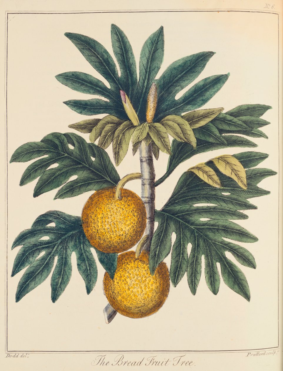 Breadfuit Cempedak corte, c1798 de Unbekannt