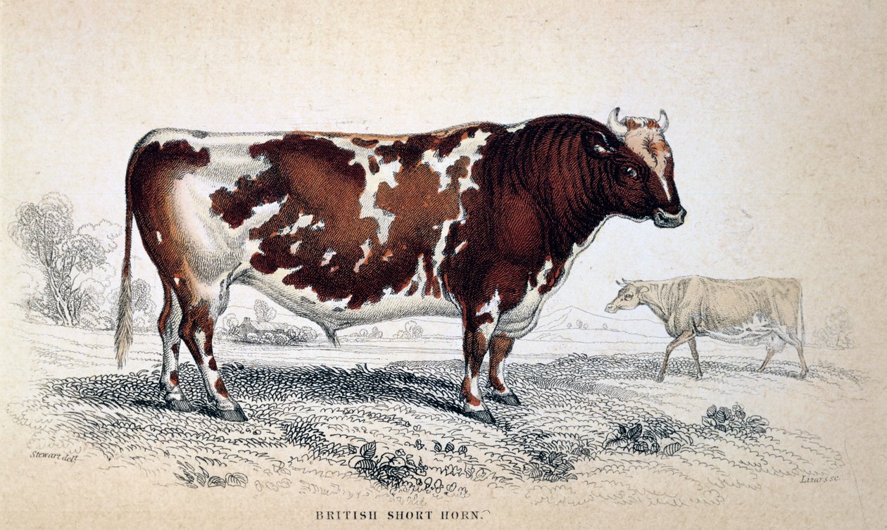 Corneta curta britânica, 1839 de Unbekannt