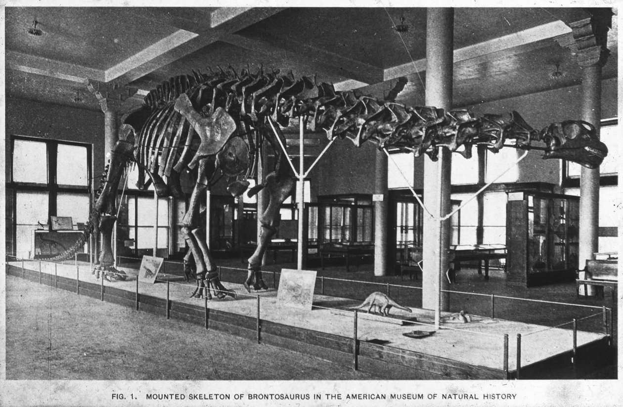 Esqueleto de brontossauro, Museu Americano de História Natural, Nova York, EUA, início do século XX de Unbekannt