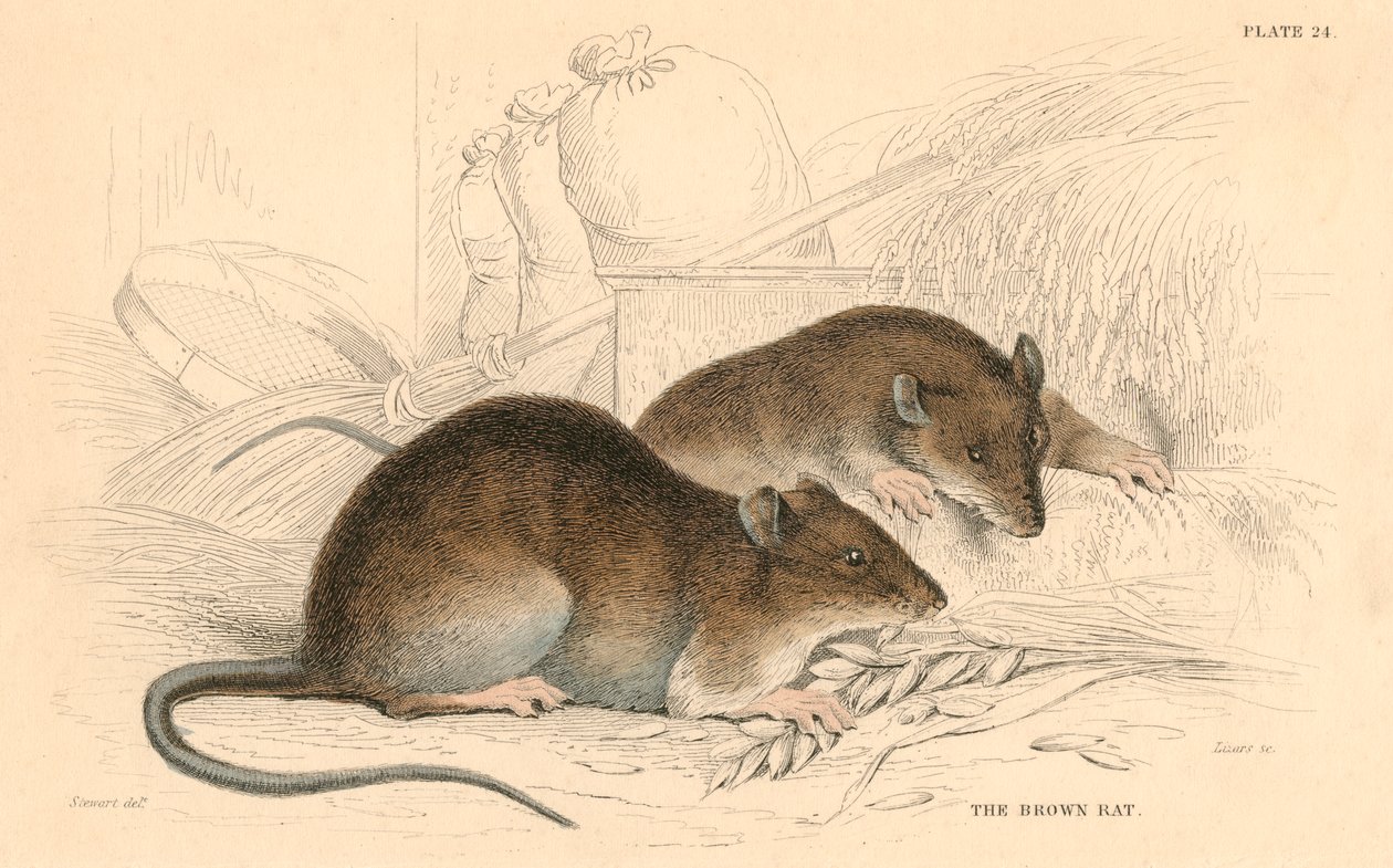 Rato marrom Rattus rattus, 1828 de Unbekannt
