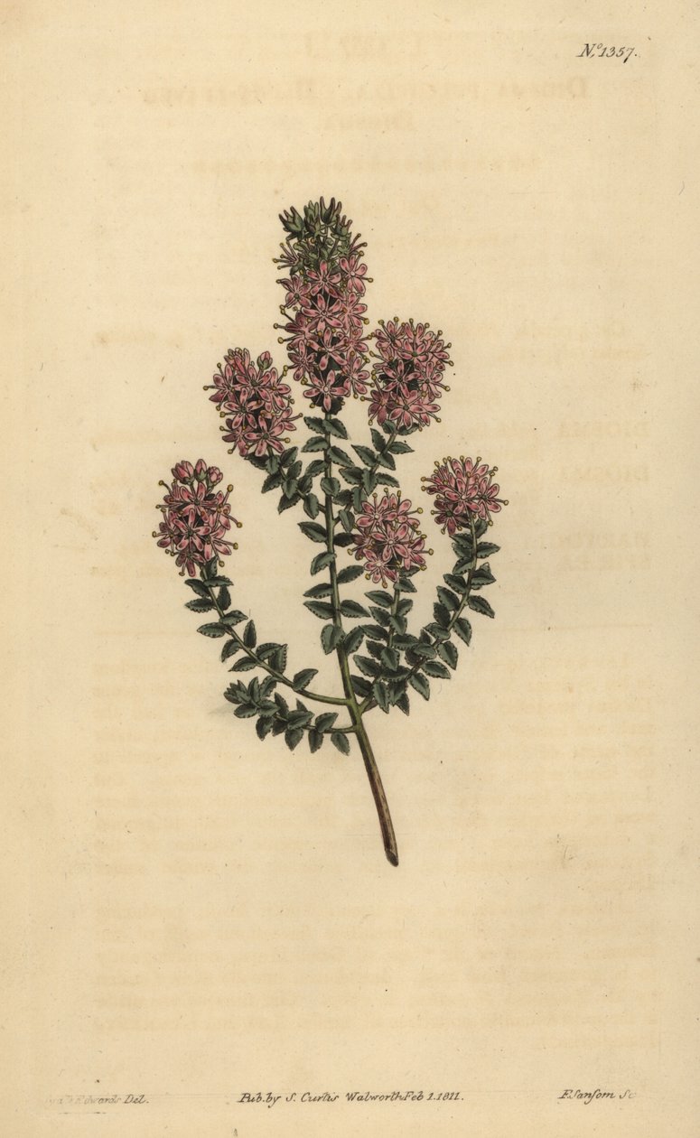 Buchu, Agathosma pulchella (Diosma pulchella, Diosma pulchella) de Unbekannt