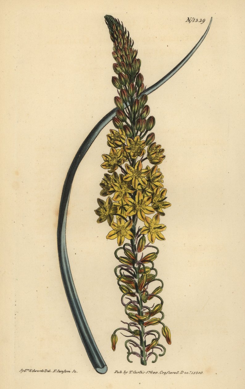 Bulbine asphodeloides (Glaucous leaved anthericum, Anthericum longiscapum) de Unbekannt