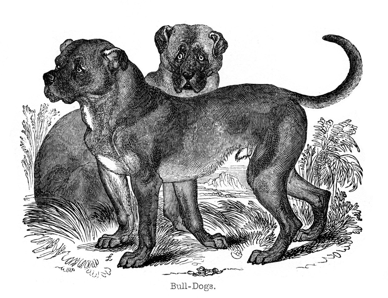 Buldogue, 1848 de Unbekannt