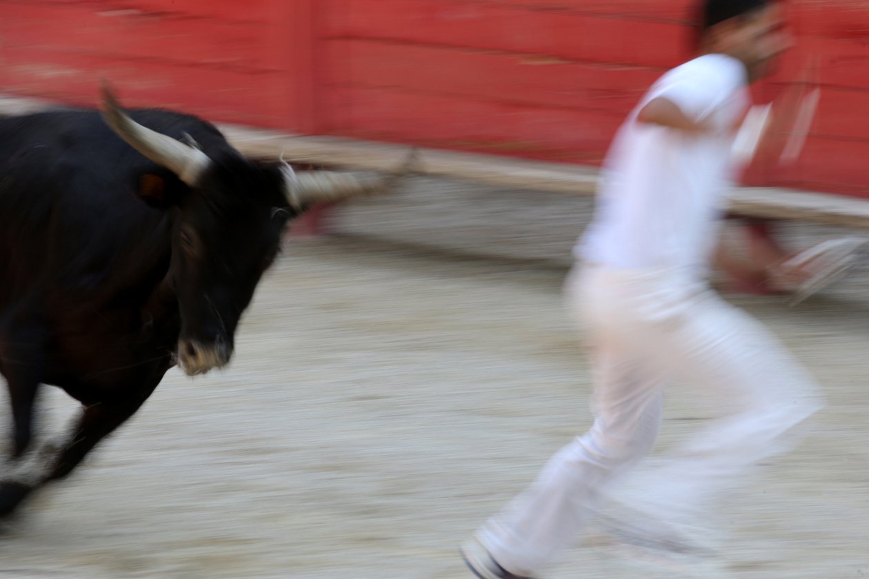 Tourada (Curso camarguaiseta). Um espetáculo sem sangue (para os touros) no qual o objetivo é arrancar uma roseta da cabeça de um touro, Vallabregues, França. de Unbekannt