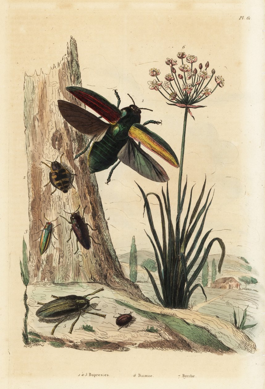 Buprestis escaravelhos 1-5, floração, Butomus umbellatus 6, e besouro de comprimidos, Byrrhus pilula 7 de Unbekannt
