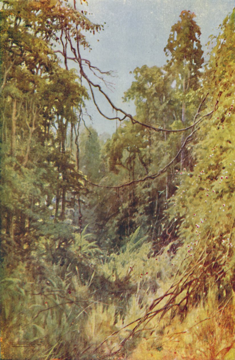 Selva birmanesa, 1924 de Unbekannt