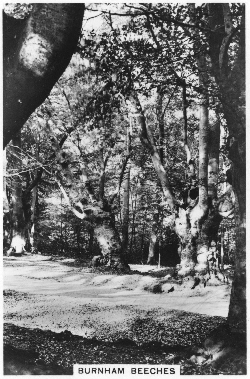 Faias de Burnham, Buckinghamshire, 1937 de Unbekannt