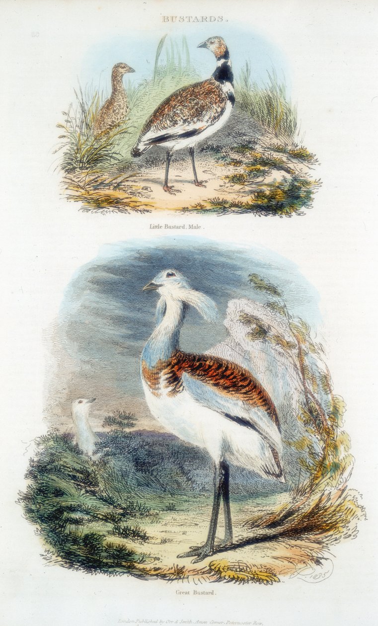 Abetardas, 1835 de Unbekannt