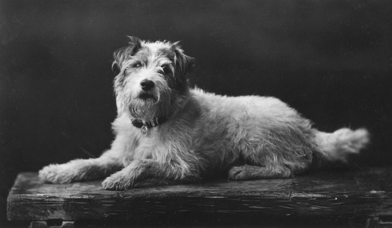 César, cão favorito do rei Edwards, século 20 de Unbekannt