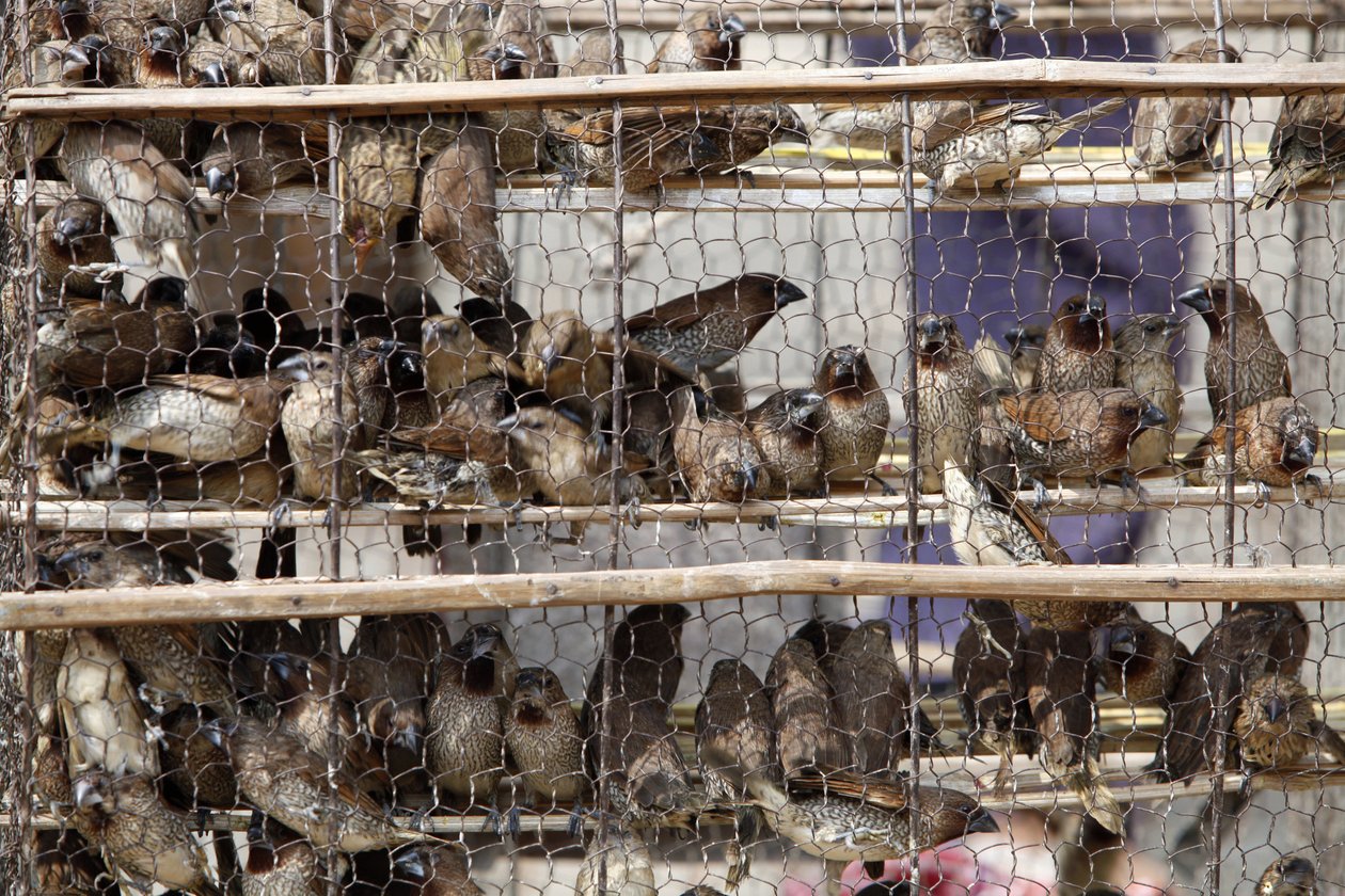 Aves engaioladas Udong Cambodge de Unbekannt