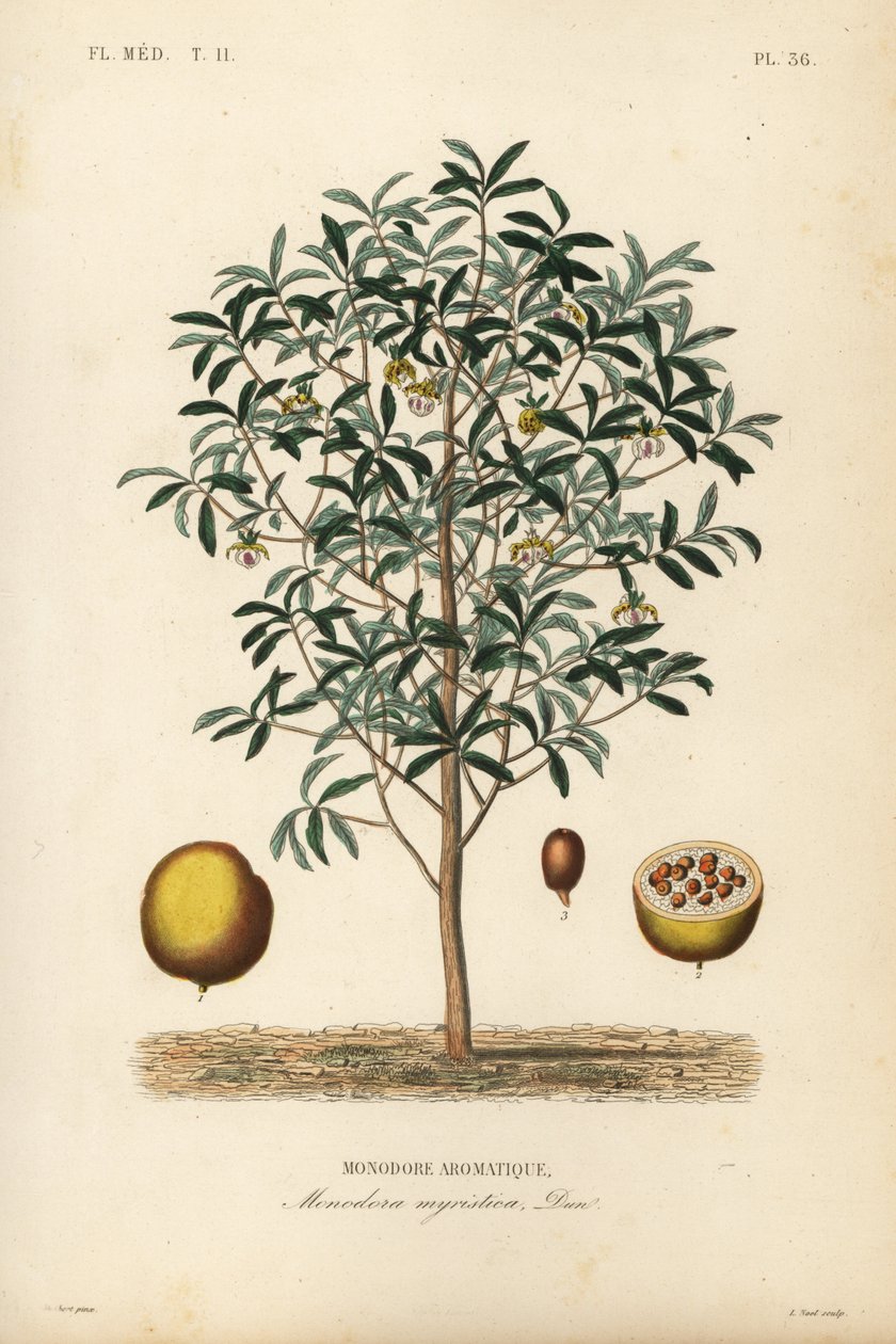 Calabash nutmeg, Monodora myristica, Monodore aromatique de Unbekannt