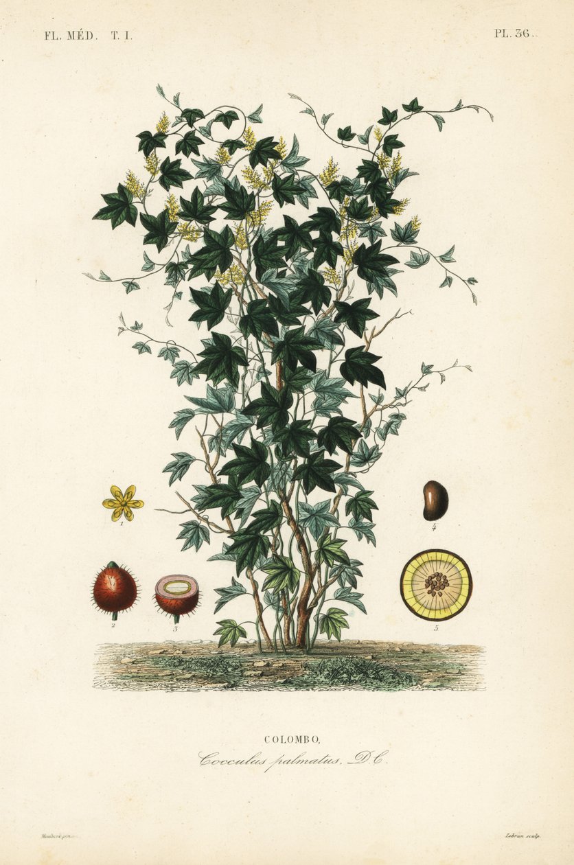 Calumba, Jateorhiza columba, Cocculus palmatus, Colombo de Unbekannt