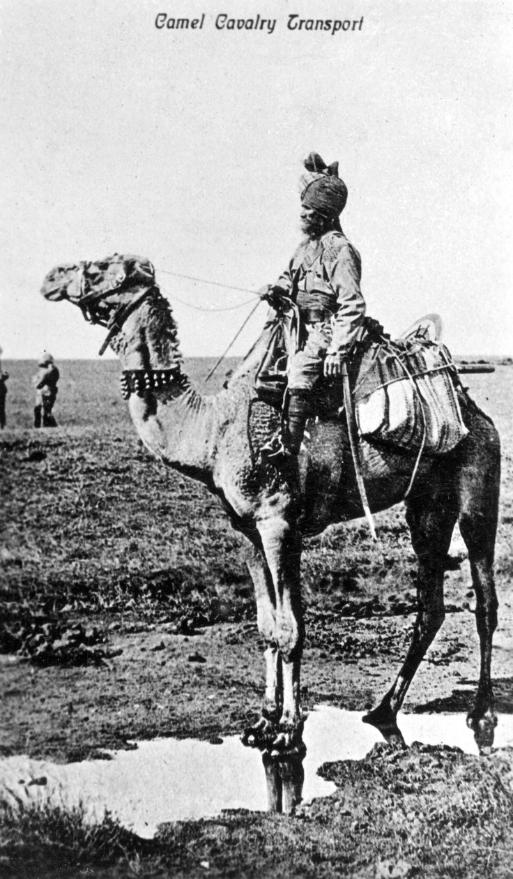 Transporte de cavalaria de camelo, Índia, século XX de Unbekannt