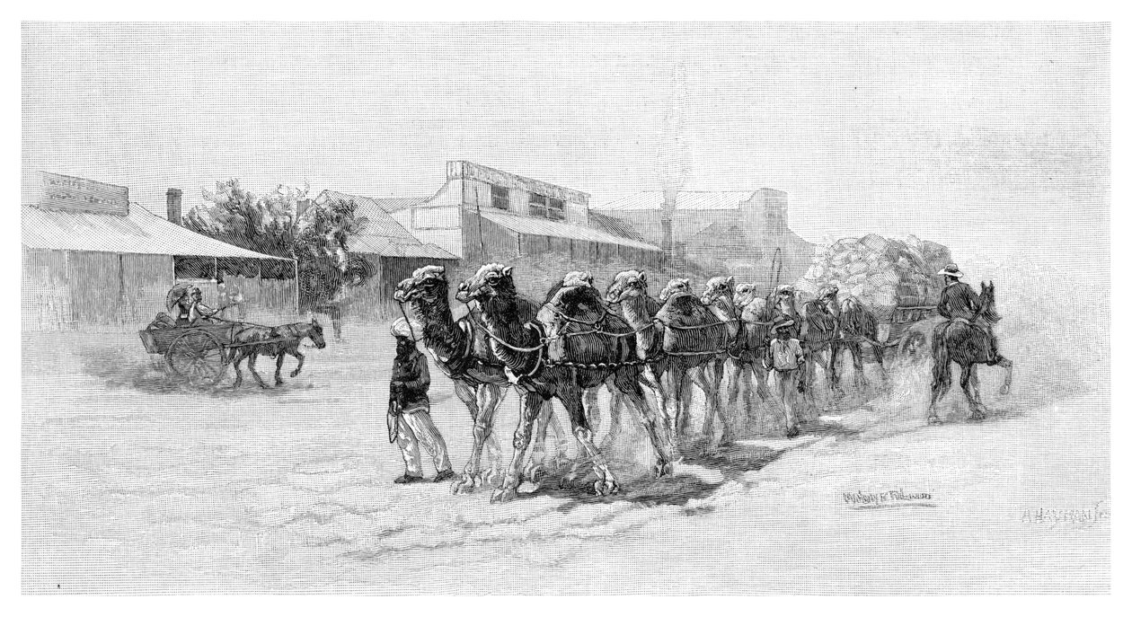 Equipe de camelos, Wilcannia, Nova Gales do Sul, Austrália, 1886 de Unbekannt