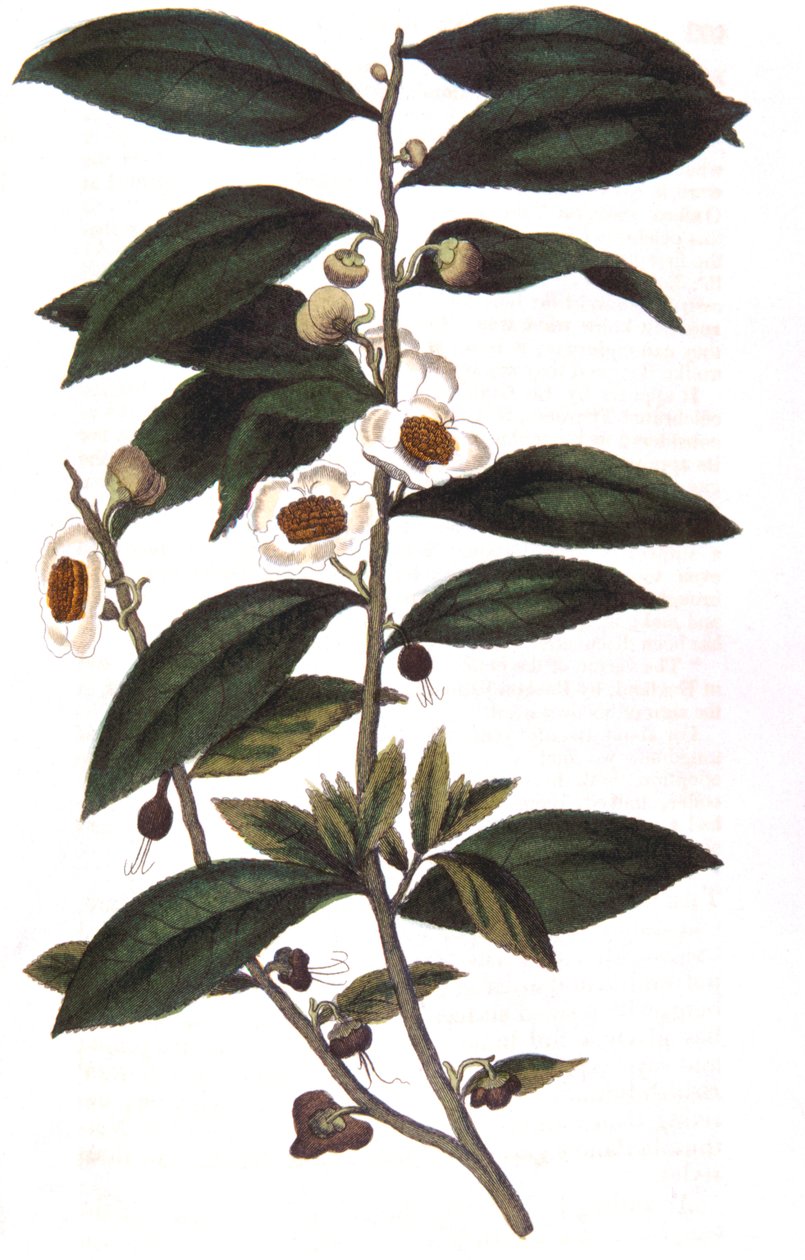 Camellia sinensis - planta de chá, 1823 de Unbekannt