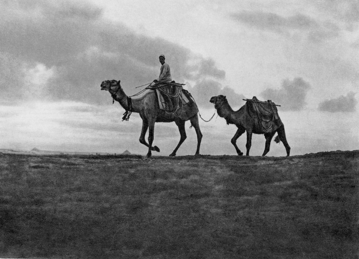 Camelos no deserto nos arredores do Cairo, Egito, c1920s de Unbekannt