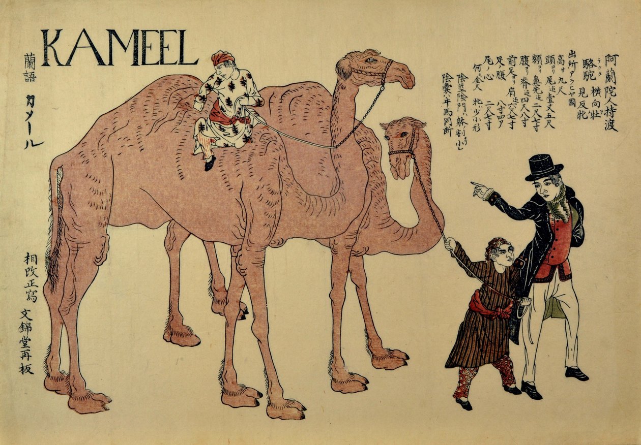 Camelos com manipuladores holandeses, ca. 1821. de Unbekannt