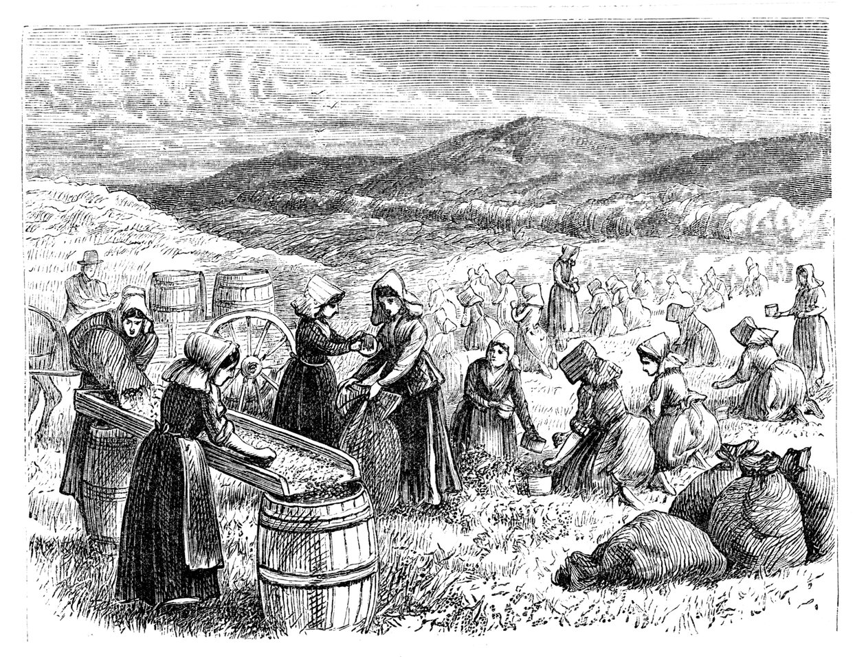Mulheres de Cape Cod escolhendo e escolhendo Cranberries, 1875 de Unbekannt
