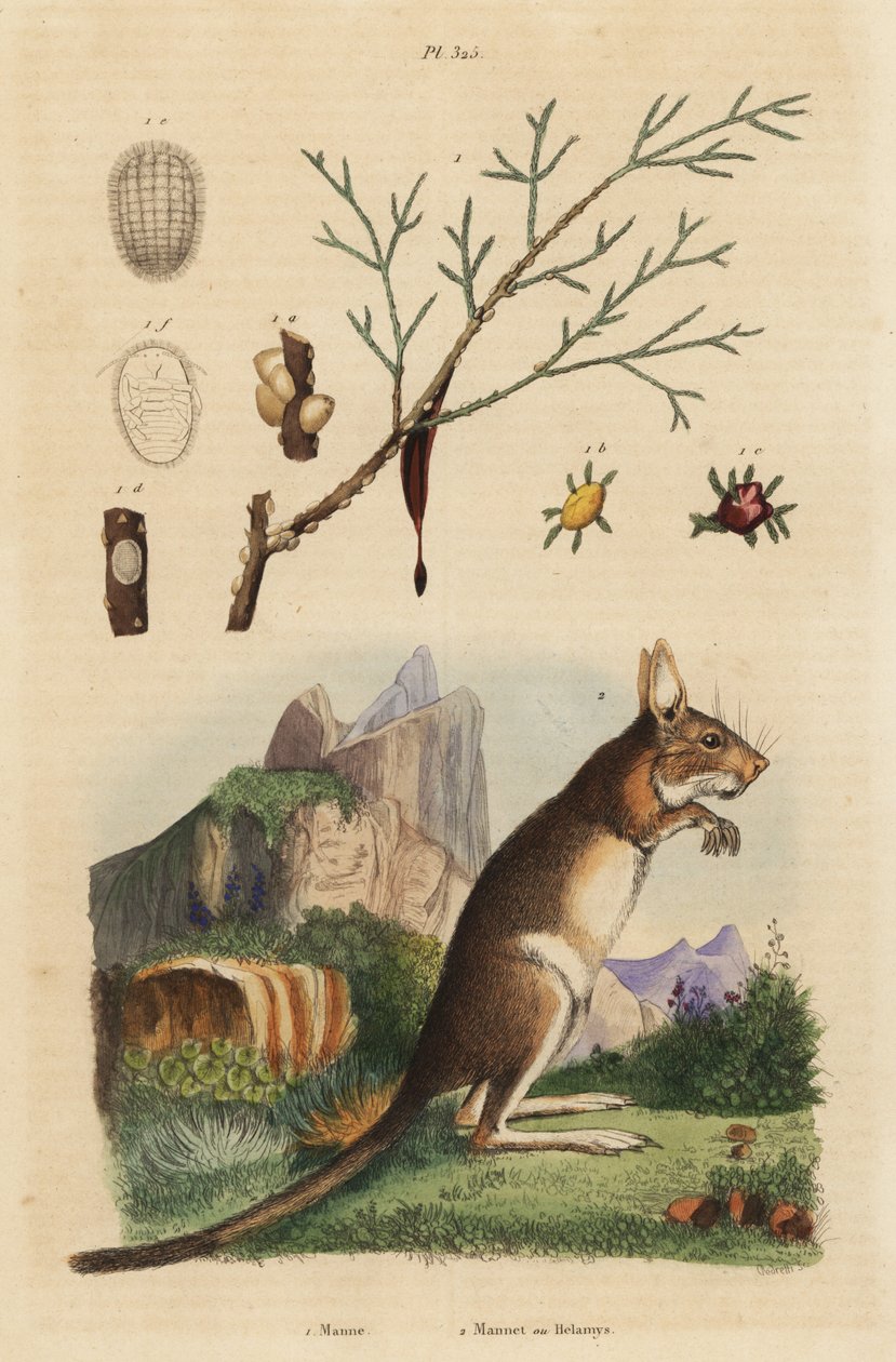 Lebre do Cabo, Lepus capensis 2, e cinza de maná, Fraxinus ornus 1 de Unbekannt