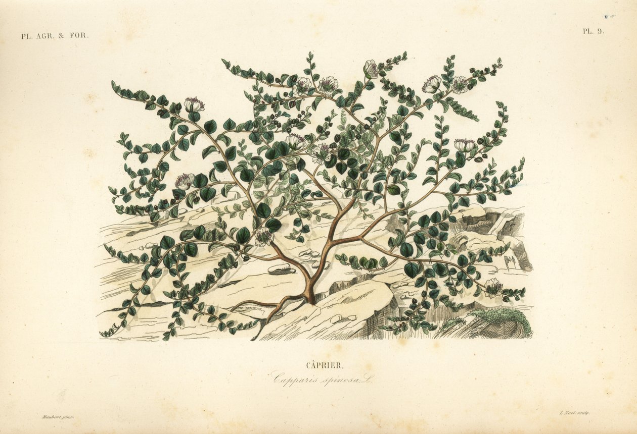 Caper bush ou Flinders rose, Capparis spinosa, Caprier de Unbekannt