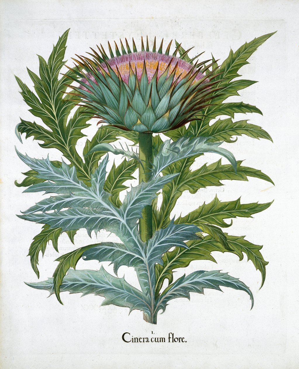 Cardo, 1613 de Unbekannt