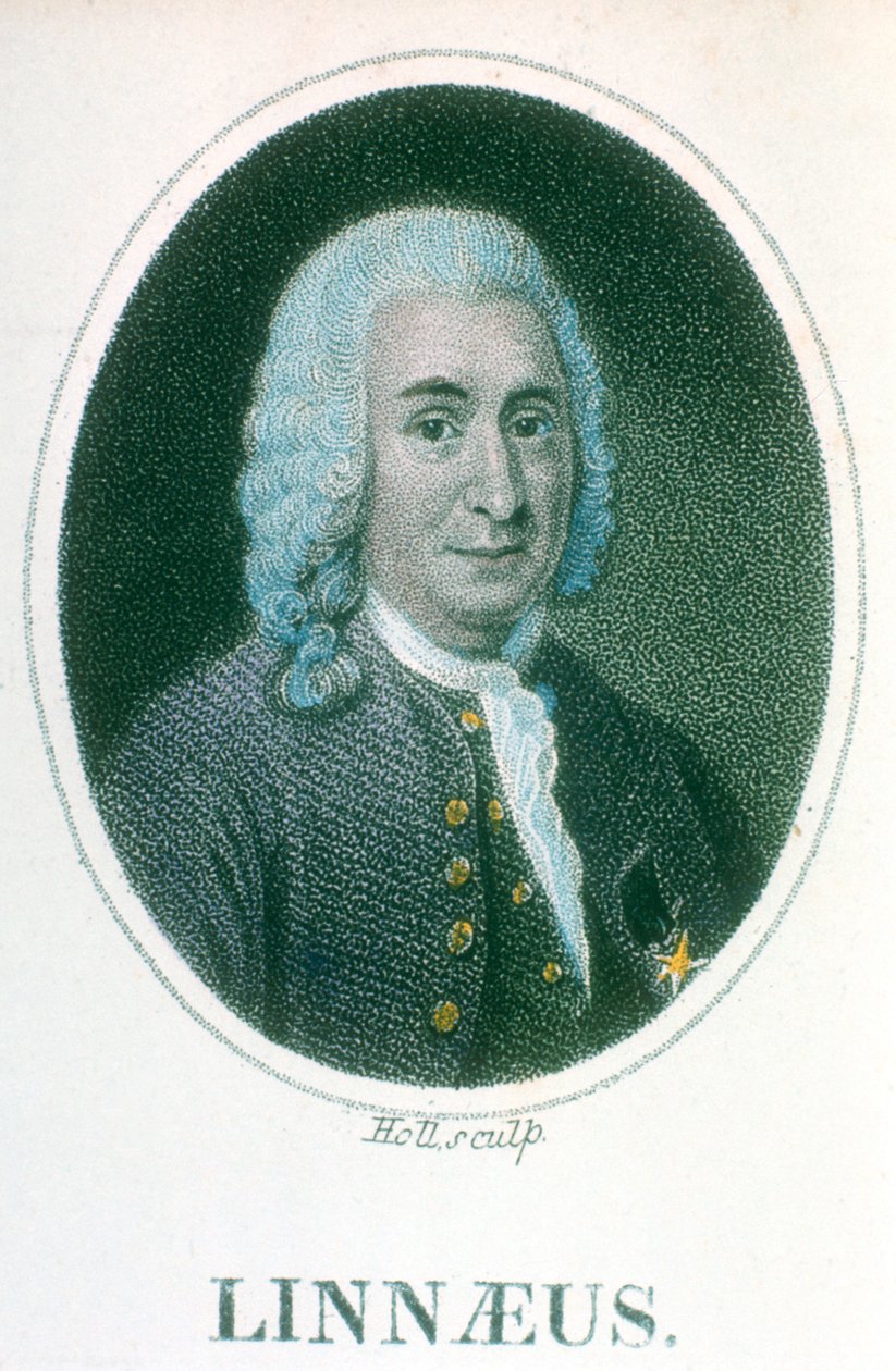 Carolus Linnaeus, naturalista sueco do século XVIII, início do século XIX de Unbekannt